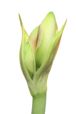 Amarylis bud