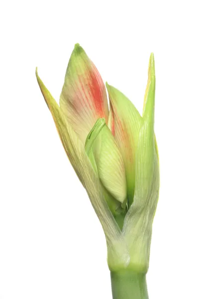 Amarylis flower bud — Stock Photo, Image