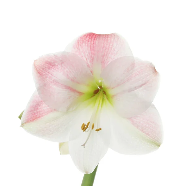 Amaryllis-Blüte — Stockfoto