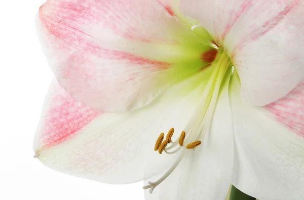 Amaryllis portre — Stok fotoğraf