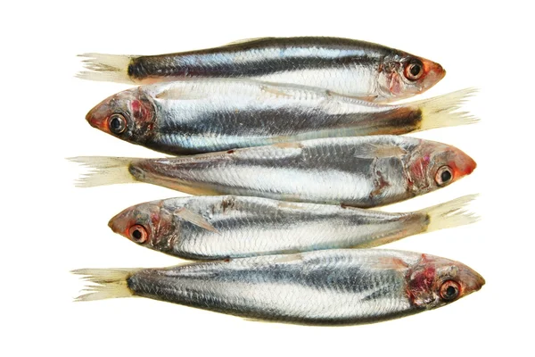 Grupo Sprat — Fotografia de Stock