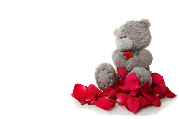 Teddy con petali — Foto Stock