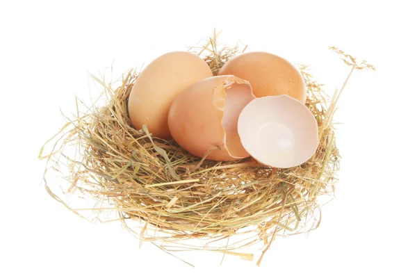 Whole and broken eggs in nest — Stock Photo, Image