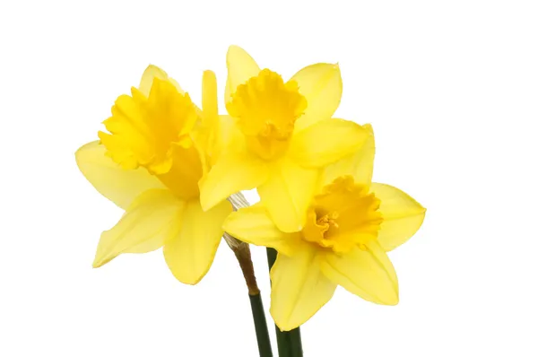 Daffodilos — Fotografia de Stock