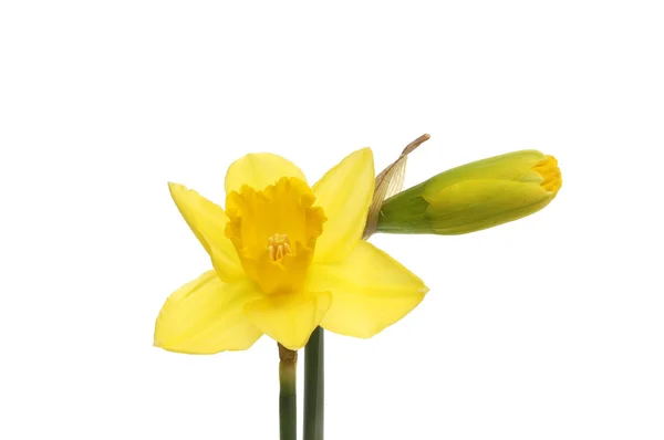 Daffodil flower and bud — Stock Photo, Image