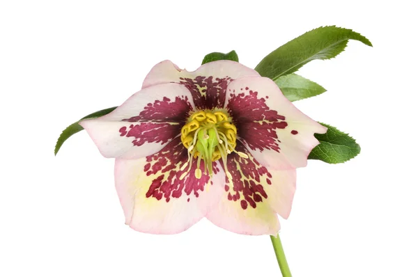Flor de Hellibore — Foto de Stock