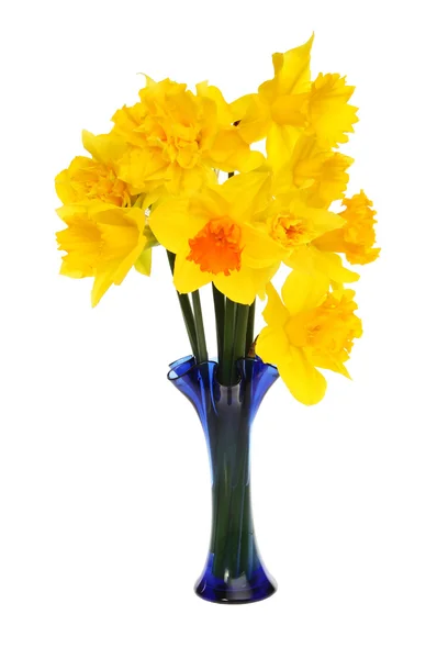 Mixed daffodils — Stock Photo, Image