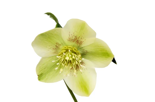 Green hellebore flower — Stock Photo, Image