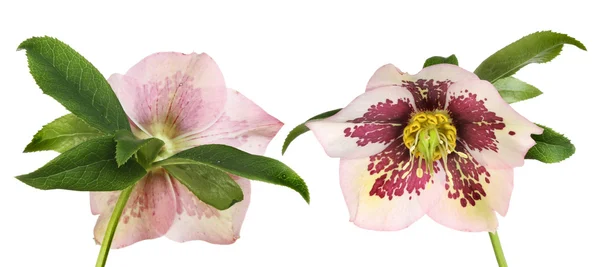 Hellebore front and back — Stock Photo, Image
