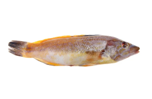 Whole wrasse — Stock Photo, Image