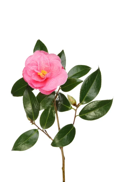 Camellia and foliage — Stock Photo, Image