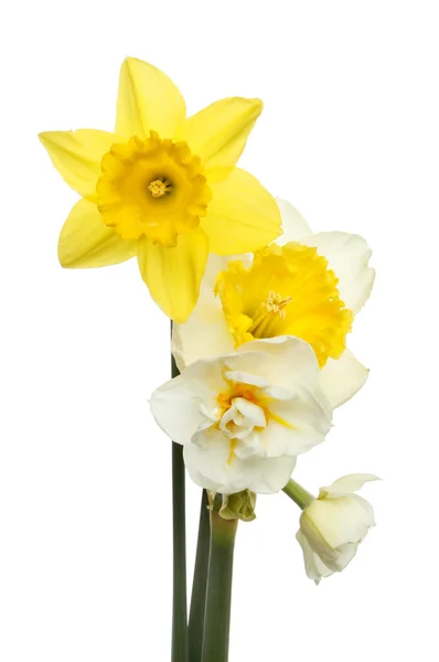 Daffodil selection — Stock Photo, Image