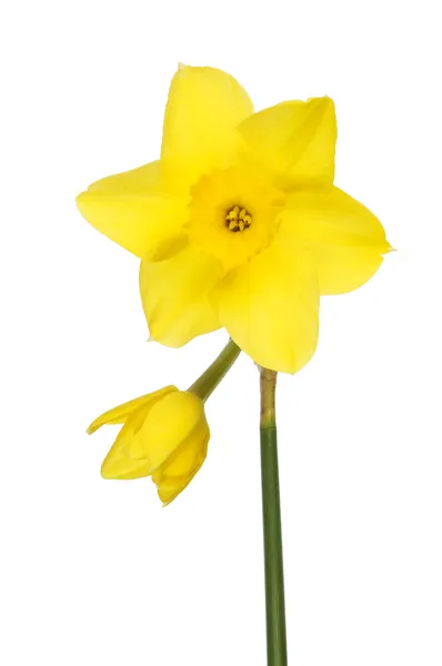Double daffodil — Stock Photo, Image