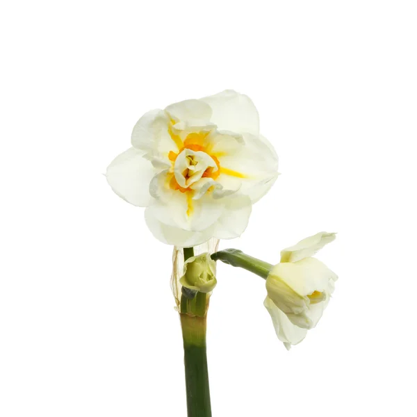Narciso pallido — Foto Stock