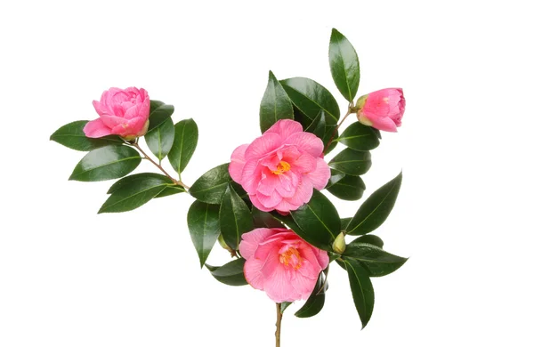 Camellia bloemen en bladeren — Stockfoto