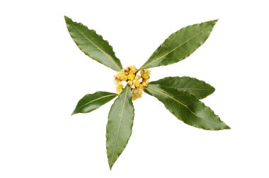 defne yaprakları ve çiçekleri