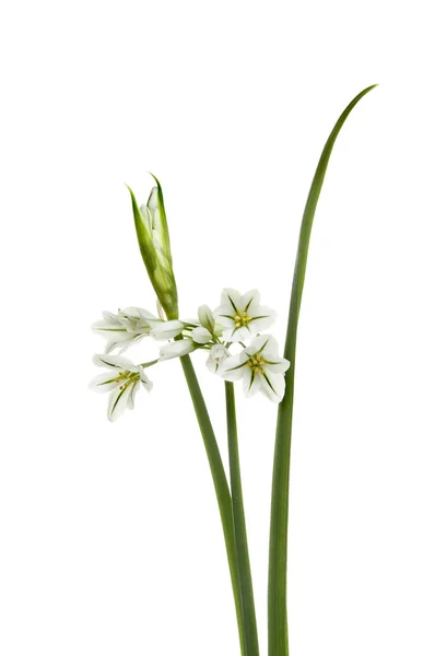Трехугольный порей - Allium triquetrum — стоковое фото