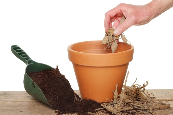 Plantando uma dália — Fotografia de Stock