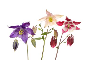 Üç aquilegia çiçek