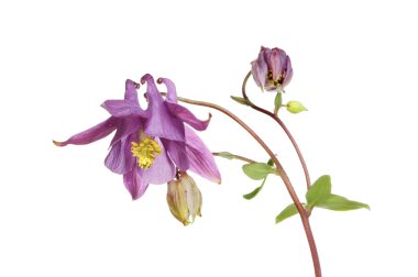 Aquilegia