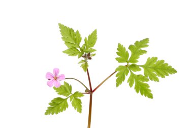 Herb Robert