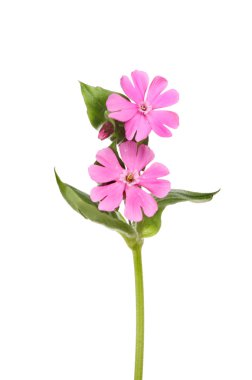 Pink campion clipart