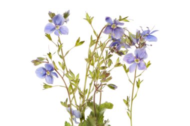 Speedwell
