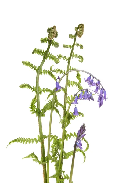 Bluebells and ferns — Stock Photo, Image