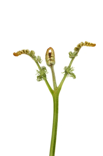 Bracken frond — Stock Photo, Image