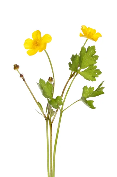 Smörblomma — Stockfoto