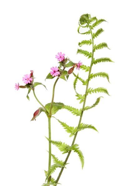 Pink campion and fern — Stock Photo, Image