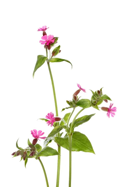 Pink campion — Stock Photo, Image