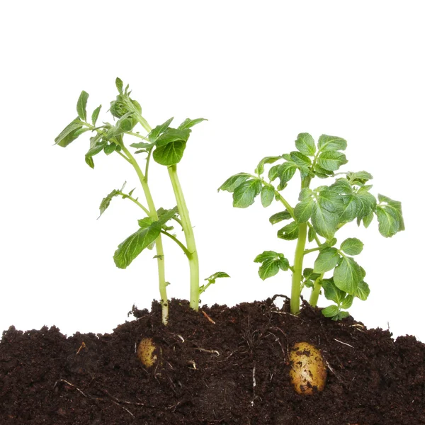 Potato plants in soil — Stock Photo, Image