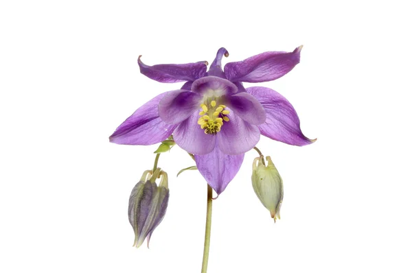 Aquilegia μωβ λουλούδι — Φωτογραφία Αρχείου