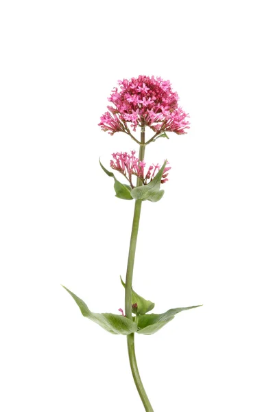 Valeriana roja — Foto de Stock