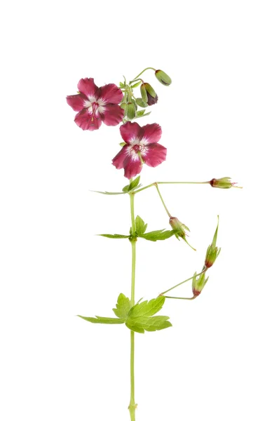Cranesbill geranium — Stock Photo, Image