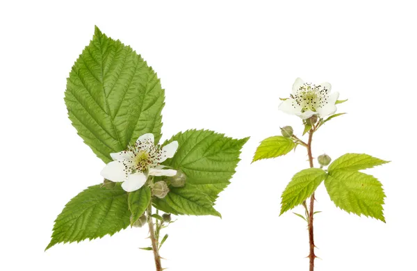 Blackberry flowers — Stock Photo, Image