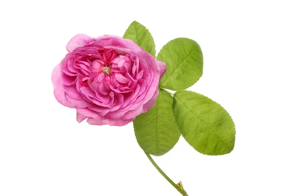 Роза пурпура — стоковое фото