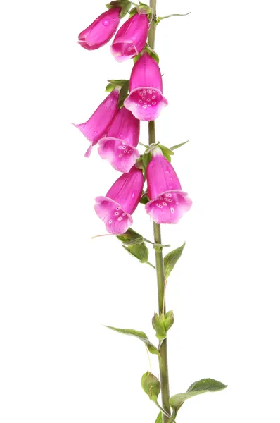 Primo piano di Foxglove — Foto Stock