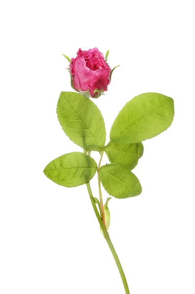 Rose bud en bladeren — Stockfoto