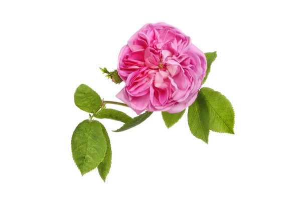 Флорибунда розовая — стоковое фото