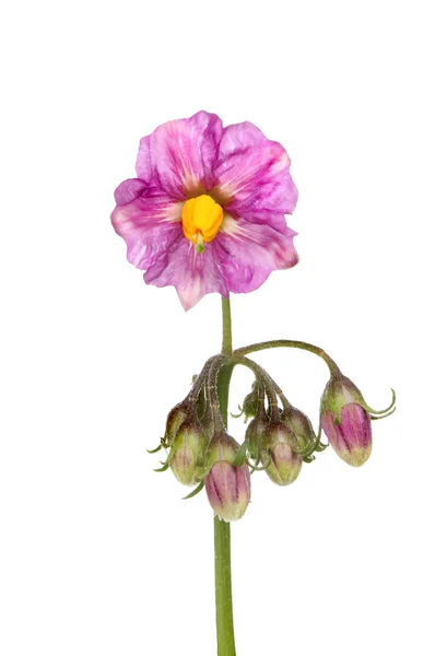 Potato flower closeup — Stock Photo, Image