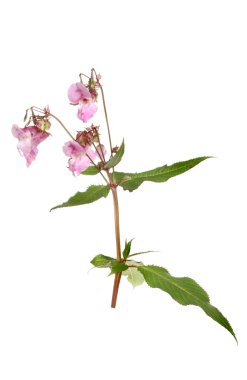 Himalaya Balsam