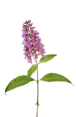 Buddleja