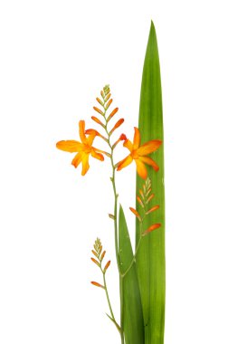 Crocosmia