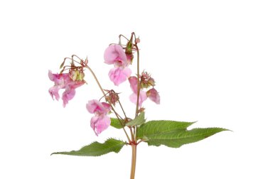 Himalaya Balsam