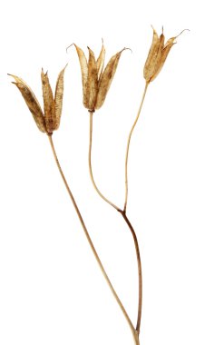 Kuru tohum başkanları