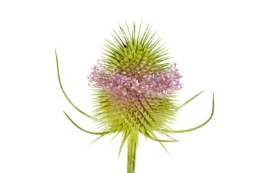 Teasel clipart