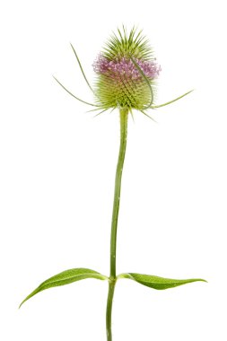 teasel bitki