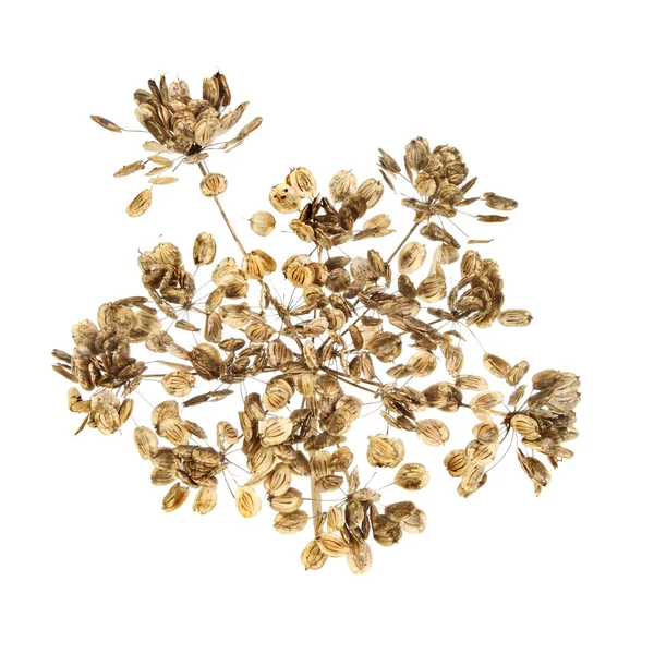 Cowparsley nasiona — Zdjęcie stockowe
